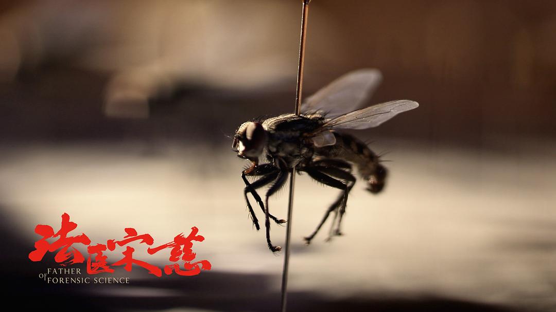 《法医宋慈》海报第22张图片 《法医宋慈》海报第22张图片